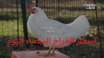 انخفاض مفاجئ في أسعار الفراخ البيضاء اليوم الاثنين 1 ديسمبر بمقدار 4 جنيهات